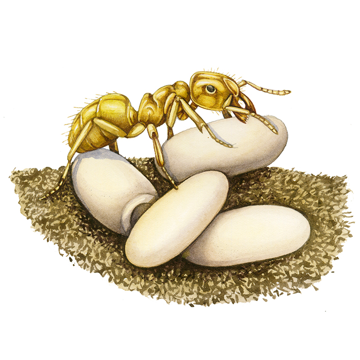 Just heard a fascinating talk from @FSCBioLinks on the #Yellowmeadowant (YMA) by Dr King - did you know they practice selective breeding of aphids for maximal honeydew yield? And there's a mite than clings to their heads, stealing sips of honeydew? Amazing. #Antsarecool #sciart