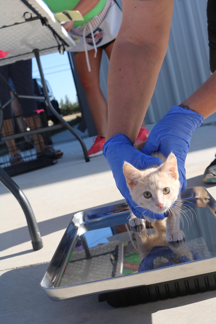 ParkerProjectSF's tweet photo. Did you know we have a Wishlist? One of our recent needs is something you may not suspect - file folders! Leashes, towels, plastic bags, tarps, formula &amp; more.  It's all an incredible help to keep our clinics as safe &amp; efficient as possible. Can you help?

https://t.co/3E0rhFQ8qI https://t.co/rQhZhEtvSW