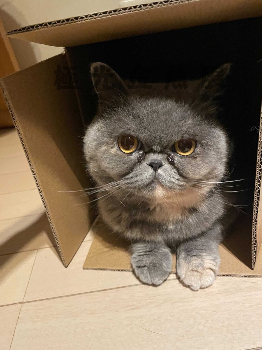 ねこったー Necotter