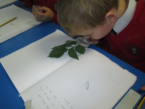 PolycarpSchool's tweet photo. Science in action! Year 3 have been studying plants this week in science. #catholicprimaryschool #stpolycarpsschool #PrimarySTEMeducation https://t.co/B3OxHKPddI