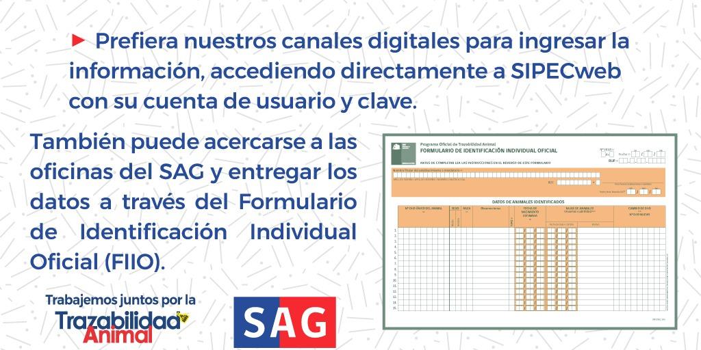 sagchile's tweet photo. Señor/a ganadero/a, @sagchile le recuerda no olvidar registrar sus Dispositivos de Identificación Individual #DIIO en SIPEC web. #TrabajemosJuntosporlaTrazabilidadAnimal. https://t.co/EcXZQJVybA