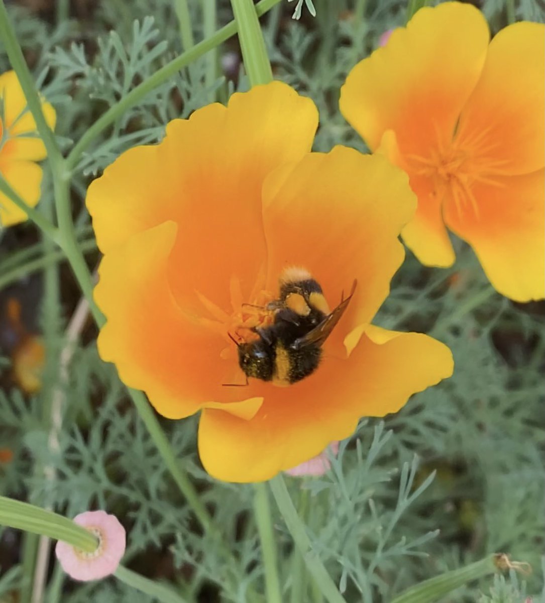 shewolfgirl70's tweet photo. Lovely to see Insects visiting my #workgarden #insects #nature #SavetheBees #spider #beetle #caterpillar #wildflowers #GardeningTwitter #biodiversity https://t.co/58zIOvsWvJ