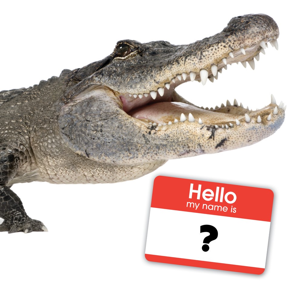 Voting in the Alligator Naming Contest is open! The top five names submitted by Zoo guests are André, Big Al, Duke, Irwin and Rocky. Votes will be accepted online with a donation of any amount. 
Vote here: bit.ly/3gO4zw1