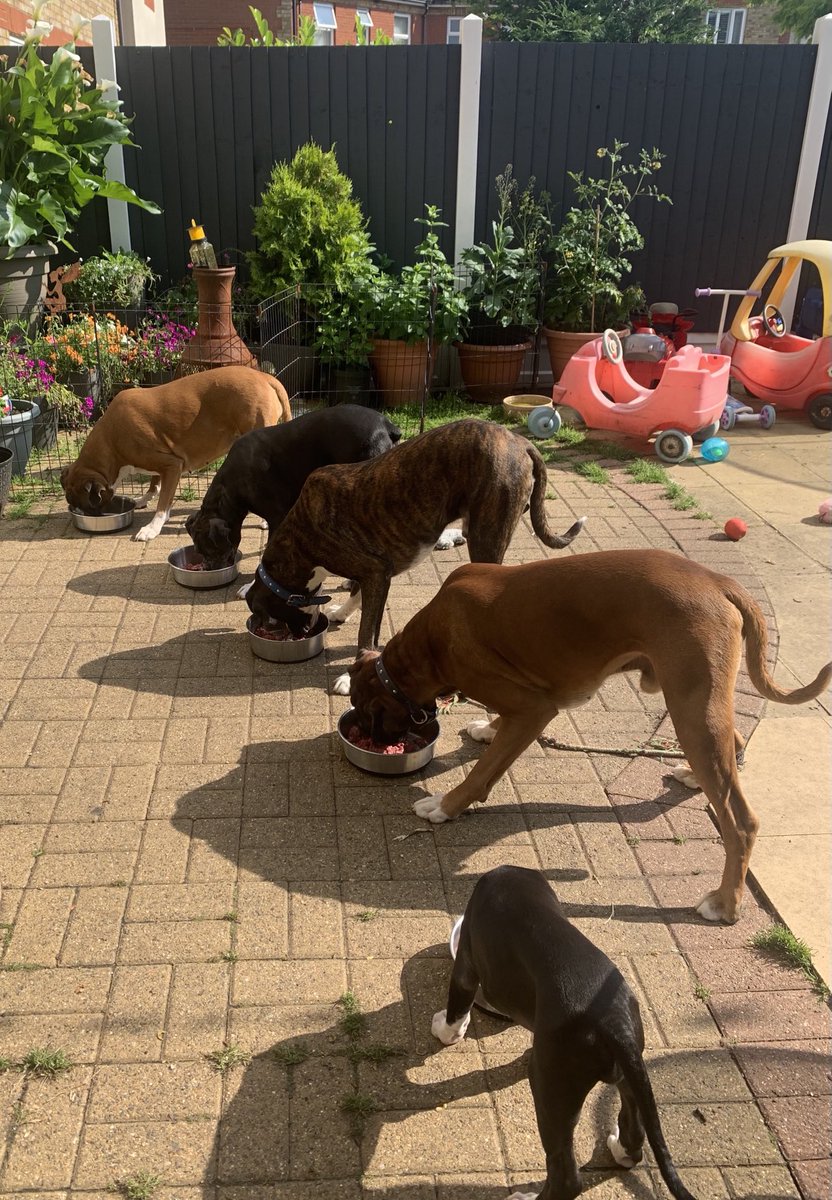 In order Nellie, Delilah, Marvin, Kevin &amp; Dolly. Dinner time. X ⁦@PetsNCritters⁩ ⁦<a href="/BoxerDogUnion/">BoxerDogs</a>⁩ ⁦<a href="/BoxerBond/">Boxer Fan Page</a>⁩