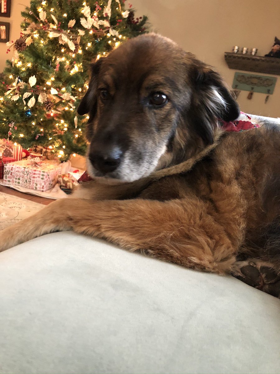 k_dubs92's tweet photo. Thanks for being the goodest boy 💙 https://t.co/AMxNcFBnay