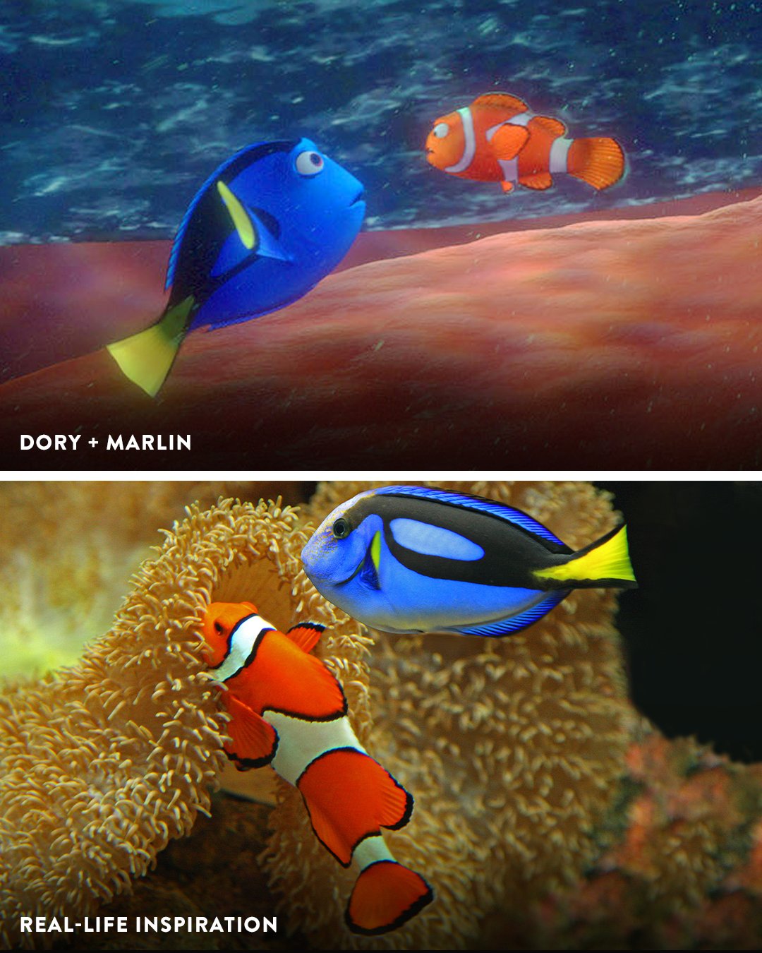 Pixar on X: Fish are friends! 🐟🐠🐡 Sea some of the real-life