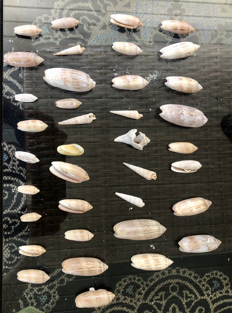 43toeknee's tweet image. Some of my shells from this morning #ShellGame on point