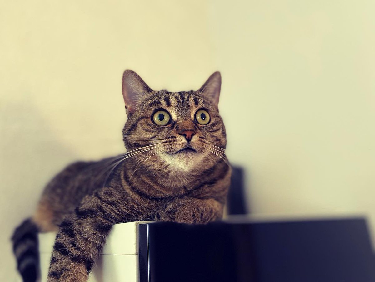 Medvidekpu's tweet photo. #sisithecat je prostě #hvezda a teď mám v oblibě #skrin https://t.co/M9UfDuPAtI