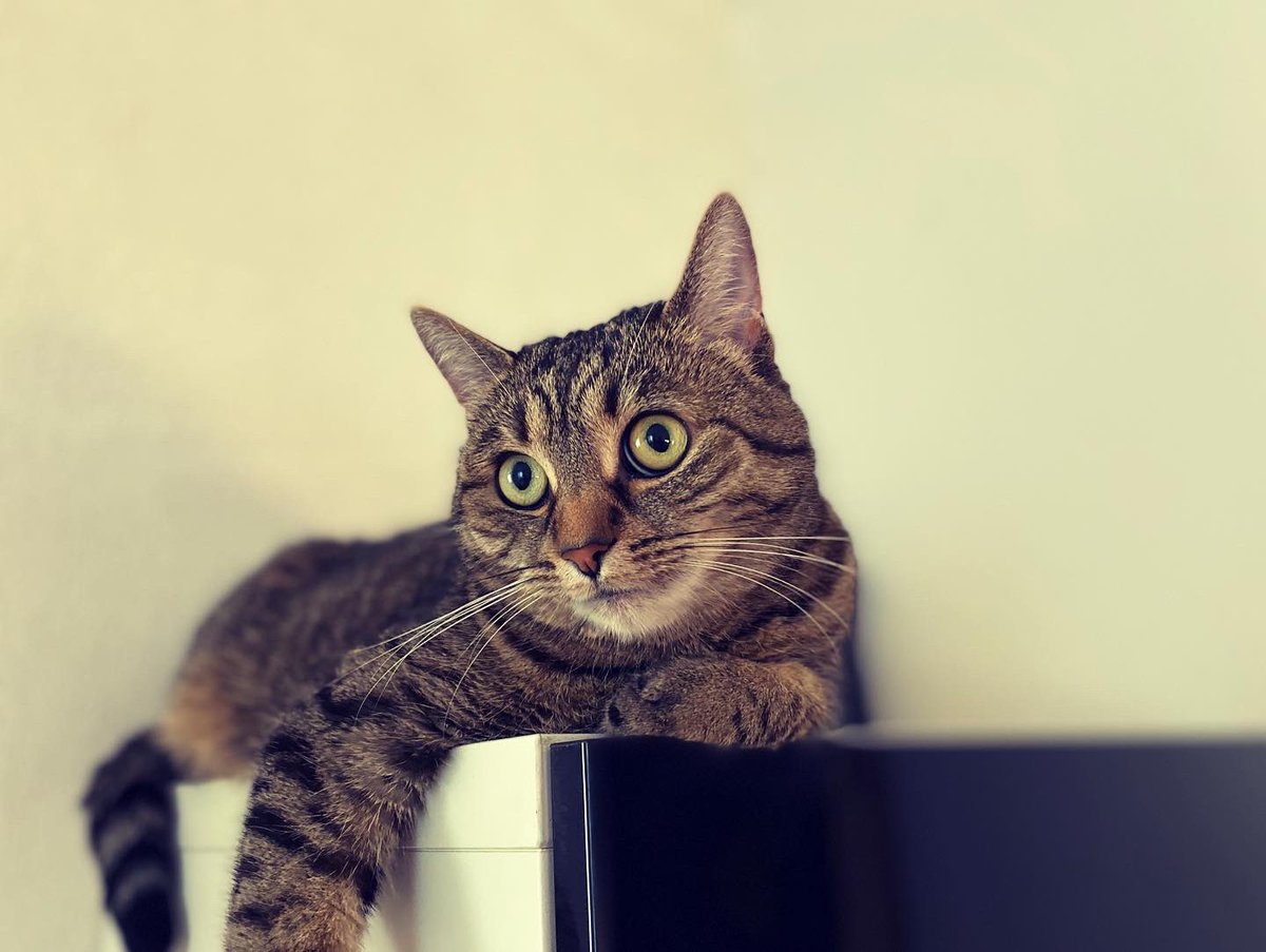 Medvidekpu's tweet photo. #sisithecat je prostě #hvezda a teď mám v oblibě #skrin https://t.co/M9UfDuPAtI