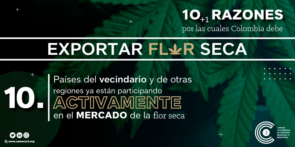 CamCannabisCol's tweet photo. Colombia no ha logrado mostrar todo su potencial competitivo en el mercado mundial de #cannabis. Para ello requiere normatividad ajustada a la realidad del mismo. 10° razón por la cual el país debe viabilizar la exportación de flor seca @MinjusticiaCo @MinSaludCol @MincomercioCo https://t.co/sdJ7MsCBrN
