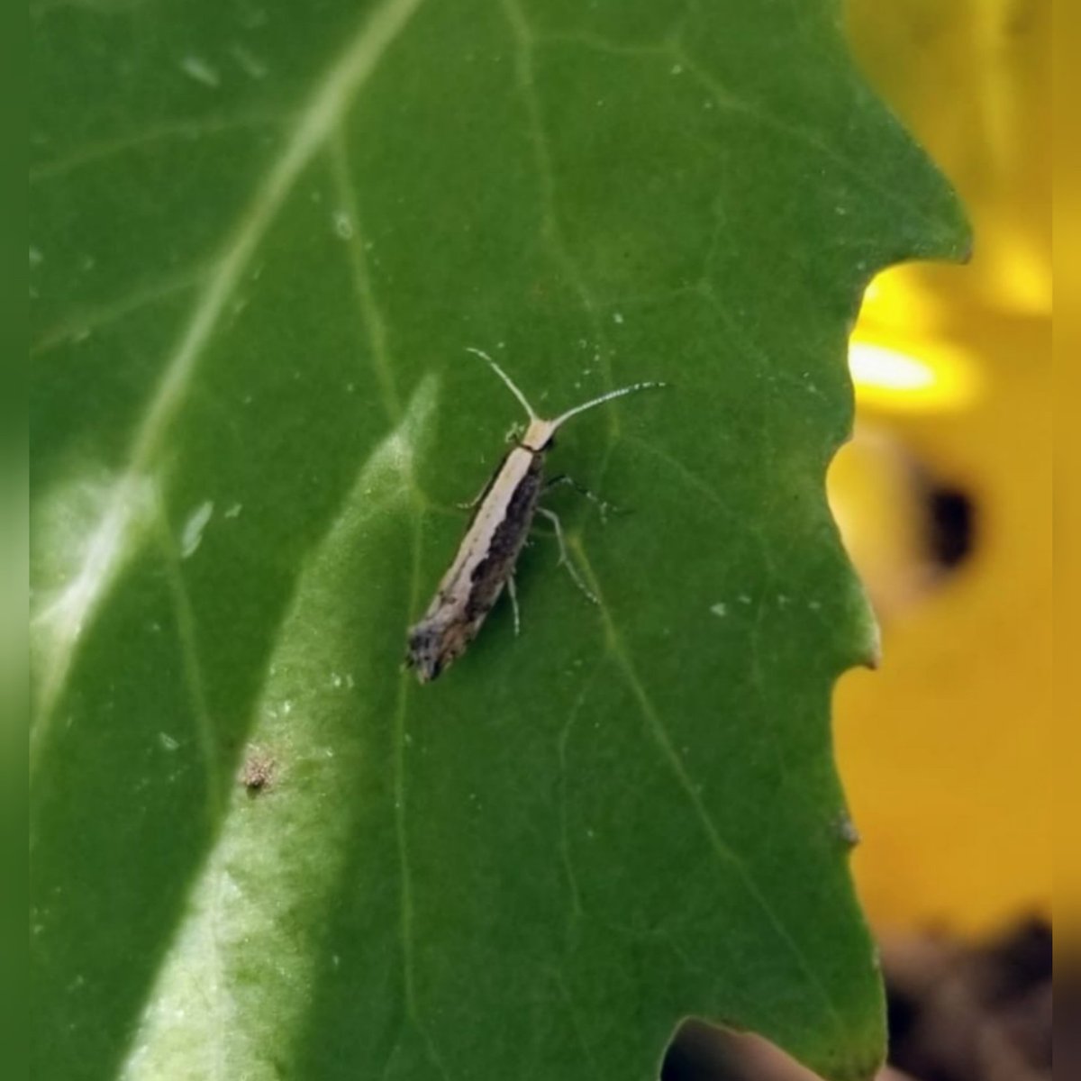 Hello we are looking for sites infested with diamondback moth. If you are a canola farmer from Alberta and have noticed Diamondback moth infestation in your field please contact us #evendenlab #abbugchat