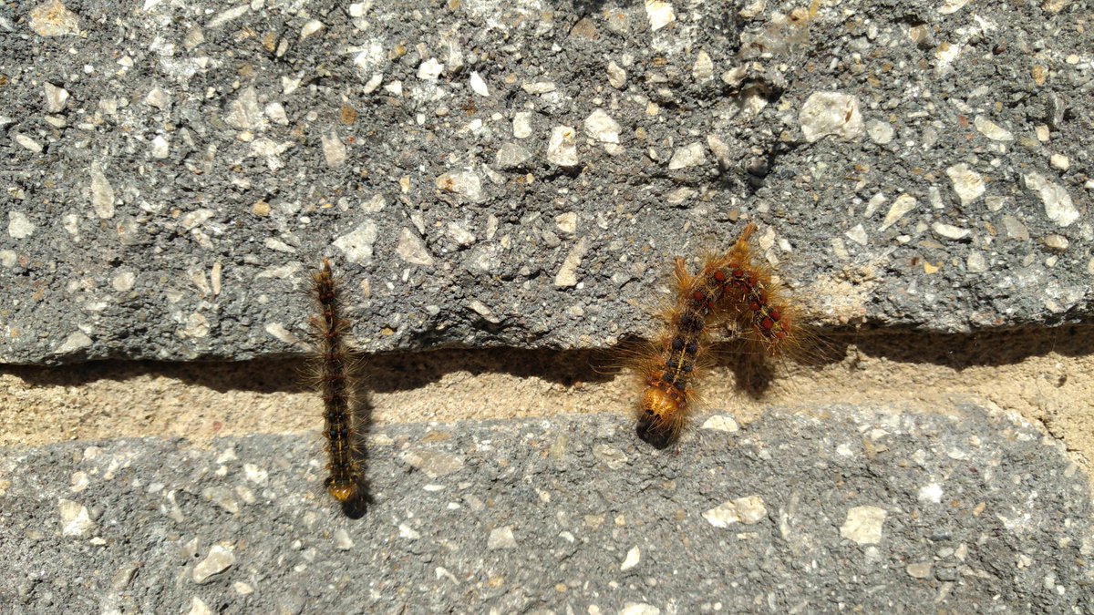 Good news about the Gypsy Moth Infestation. A member reports that the virus and fungus are taking hold. The photo shows the classic fungus (left) and virus (right) effects.  

#OWA #ontariowoodlot #forest #stewardship #sustianability #conservation #gyspymoth