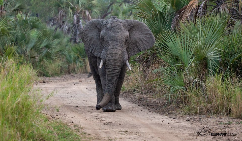 elephantvoices's tweet image. This description from #TheElephantEthogram defines the behavior Tracking: An elephant persistently following the scent of another, by actively scenting with his trunk, sweeping the ground back and forth and sometimes scanning the air.