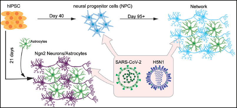 mSphereJ's tweet photo. Cues on neuroinflammation caused by inefficient infection of #SARS-CoV-2 in hiPSC derived neural co-cultures with astrocytes. #COVID #RielScience @LisaBauerVirus @DebbyvanRiel https://t.co/OB8PTBaI6N @ASMicrobiology #mSphere https://t.co/AC3DfRy9U3