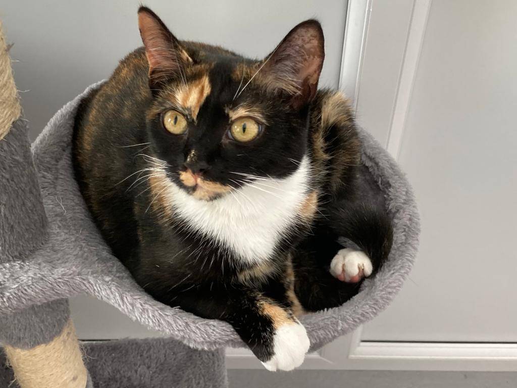 Ruby would just like you to know she believes in you and that you're half way done with the week already! Well done! 😻

*Ruby will be on our website for adoption as soon as she's recovered from her spay, keep an eye out!*