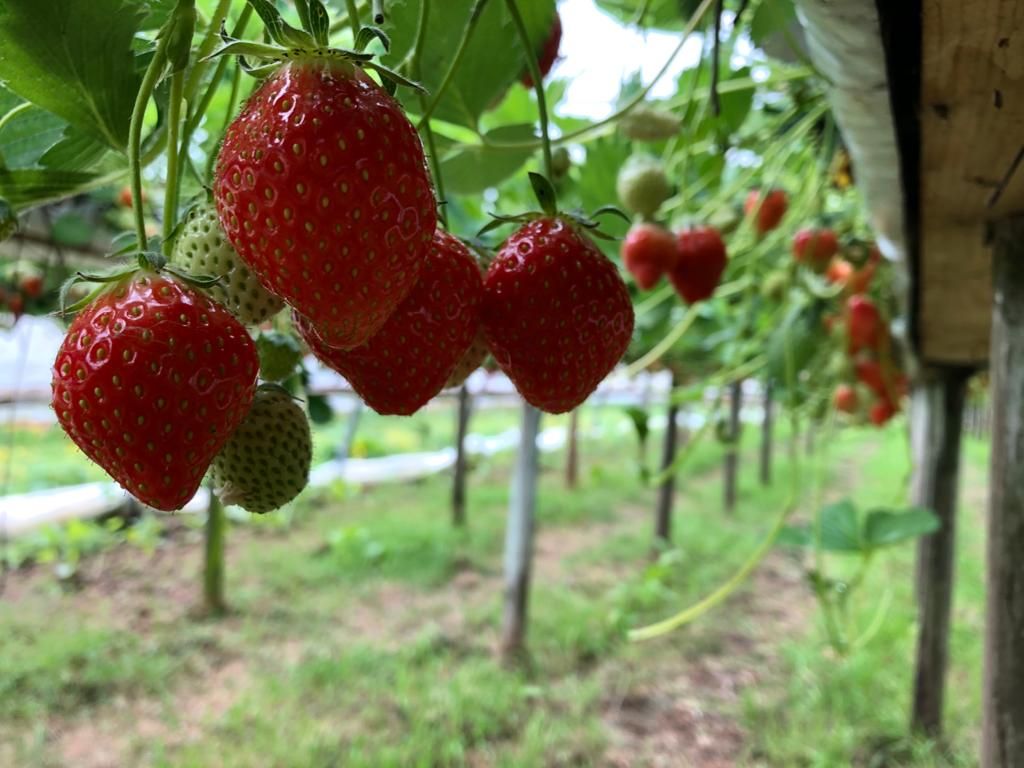 Fruit Glorious Fruit! Our fields are practically bursting with delicious fruit to take home. Roll up your sleeves and try and find the plumpest strawberry to take home!