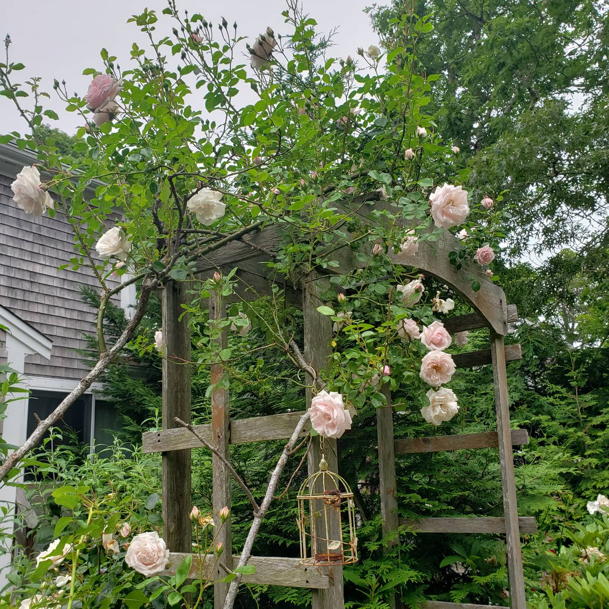 CapeCodGarden's tweet photo. #RoseWednesday #rosechat #NewDawn #prettyinpink #gardenchat #capecodgarden https://t.co/ytIcoU2m2y