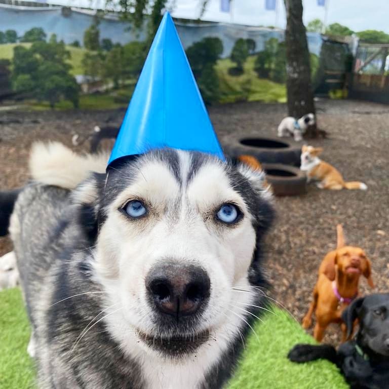 RosieDogDaycare's tweet photo. More daycare pawty pups as we celebrate our beautiful Buffy #pomsky 2nd Birthday ๐พ๐๐ฅณ
.
.
.
#rosiesplace #dogdaycare #dogwalking #petservices #gosforth #newcastle #dogs #pups #pawtypooch #everydayisaparty #birthdaygirl #happybirthday #happydogs #itsadogslife #dogdaycarelife https://t.co/TZ0sA7UyUW