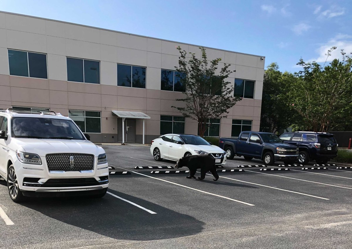 BeastCodeLLC's tweet image. Is this Beast Code&apos;s new mascot? This four-legged beast was spotted in the Beast Code headquarters parking lot this morning. 🐻

#BeastCodeLife #FloridaNative #wildlife #blackbear