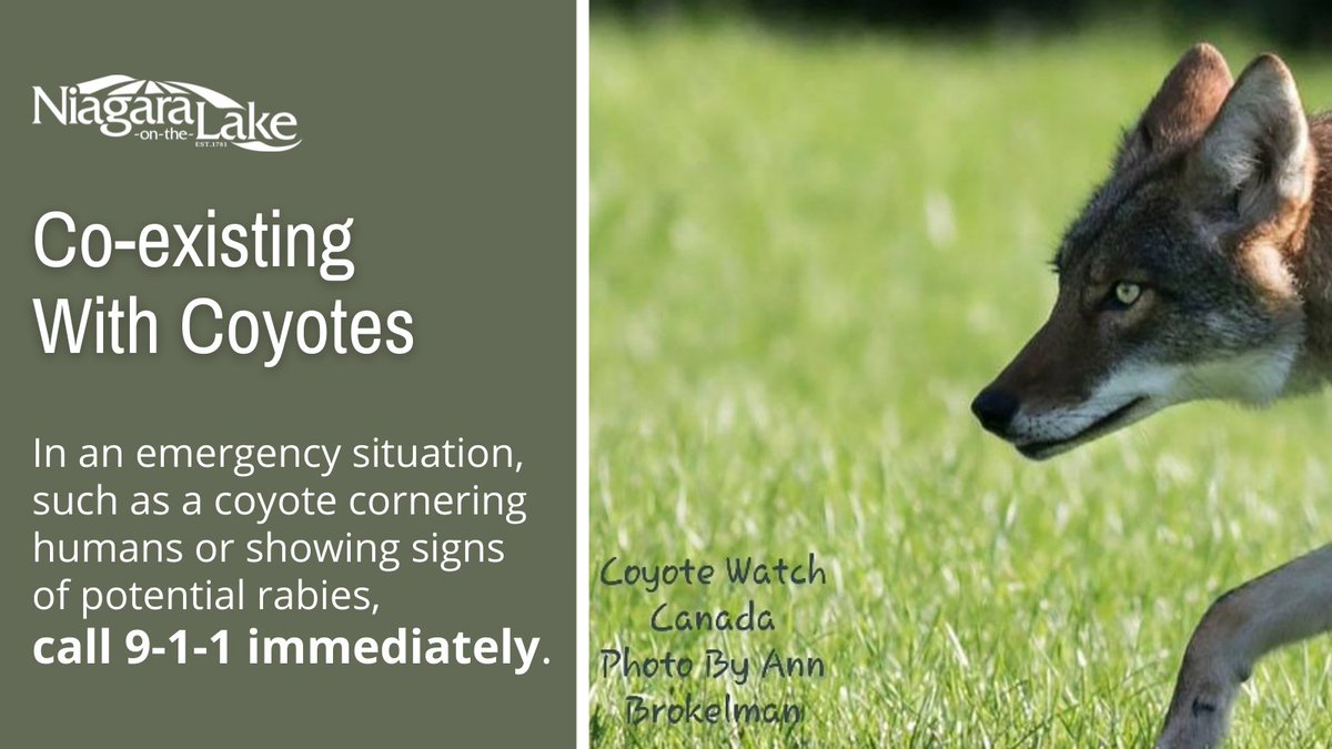 IMPORTANT: Anyone in an emergency situation with a coyote, such as a coyote cornering humans or showing signs of potential rabies, should call 911 immediately. For information about co-existing with coyotes or to report a coyote sighting in #NOTL, visit notl.com/coyotes.