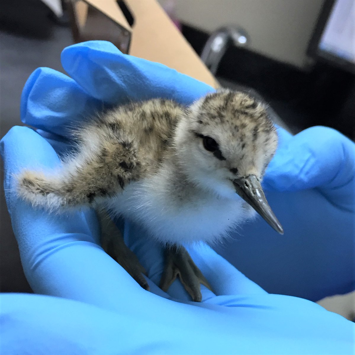 Healthy Paws Forward Veterinary Hospital (@healthypawsfwd) on Twitter photo It's #WildlifeWednesday. We had a baby shorebird brought in needing help. After contacting <a href="/AIWC/">Alberta Institute for Wildlife Conservation</a>, we found out that he is an American avocet & will look like the picture below when he's full grown! If you find a wild animal in distress you can call us or contact AIWC. It's #WildlifeWednesday. We had a baby shorebird brought in needing help. After contacting <a href="/AIWC/">Alberta Institute for Wildlife Conservation</a>, we found out that he is an American avocet & will look like the picture below when he's full grown! If you find a wild animal in distress you can call us or contact AIWC.
