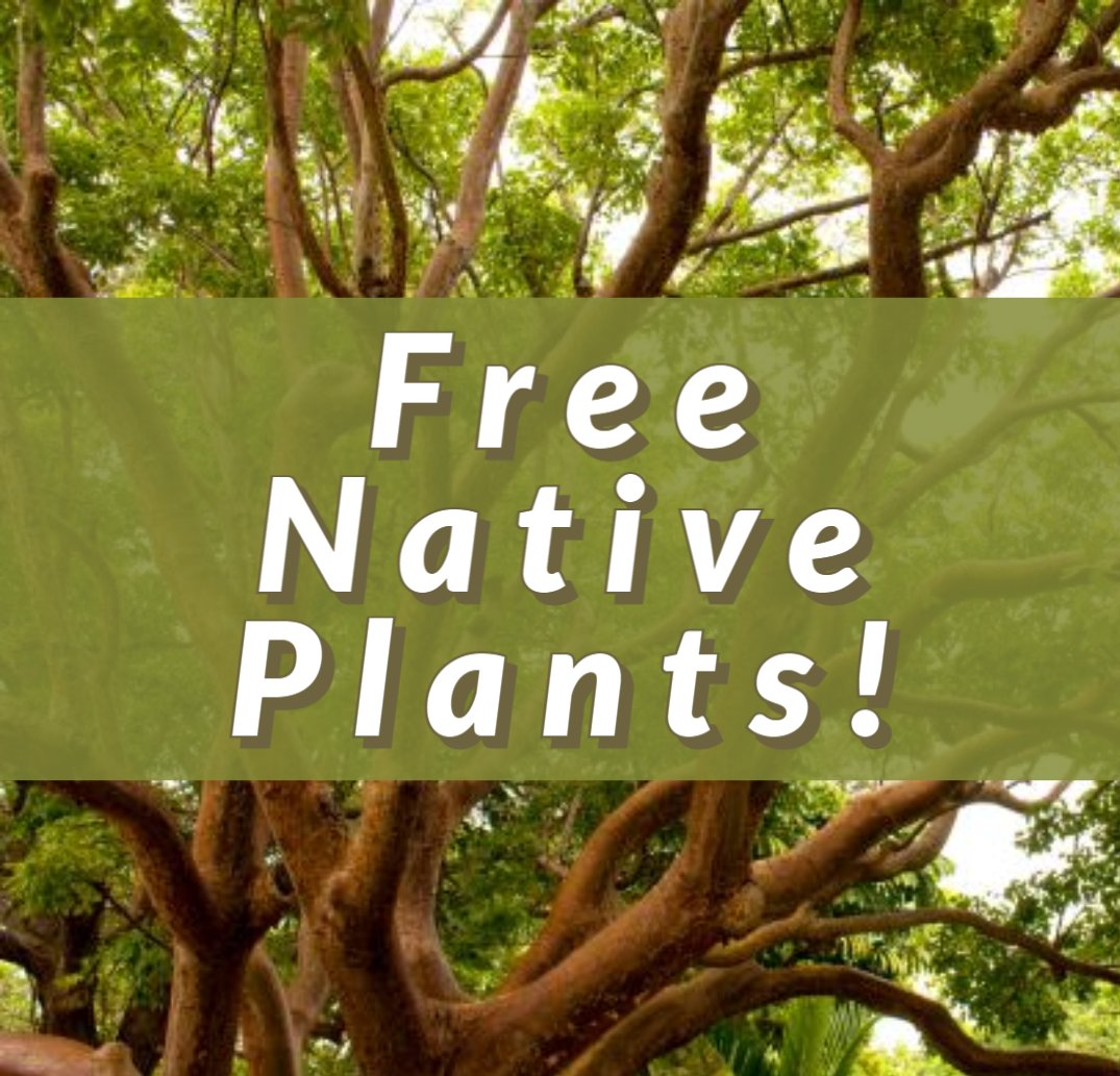 pbcgov's tweet photo. Do you want to attract birds and pollinators to your garden?  Are you thinking about adding shade for the future? Here is your chance to add 2 free native trees or shrubs to your property, courtesy of Palm Beach County. Details here: https://t.co/4UEhklSmfj. #PollinatorWeek https://t.co/9VW171NWzH