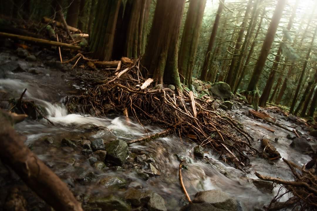MonaLucas_Photo's tweet photo. Askew. 
#Forest inundation. 
#explorehcc 
#EmbraceHopeBC  
#explorebc #604explore @gooutside_live @enterherecanada @canadascope https://t.co/lMY1XAzFMT