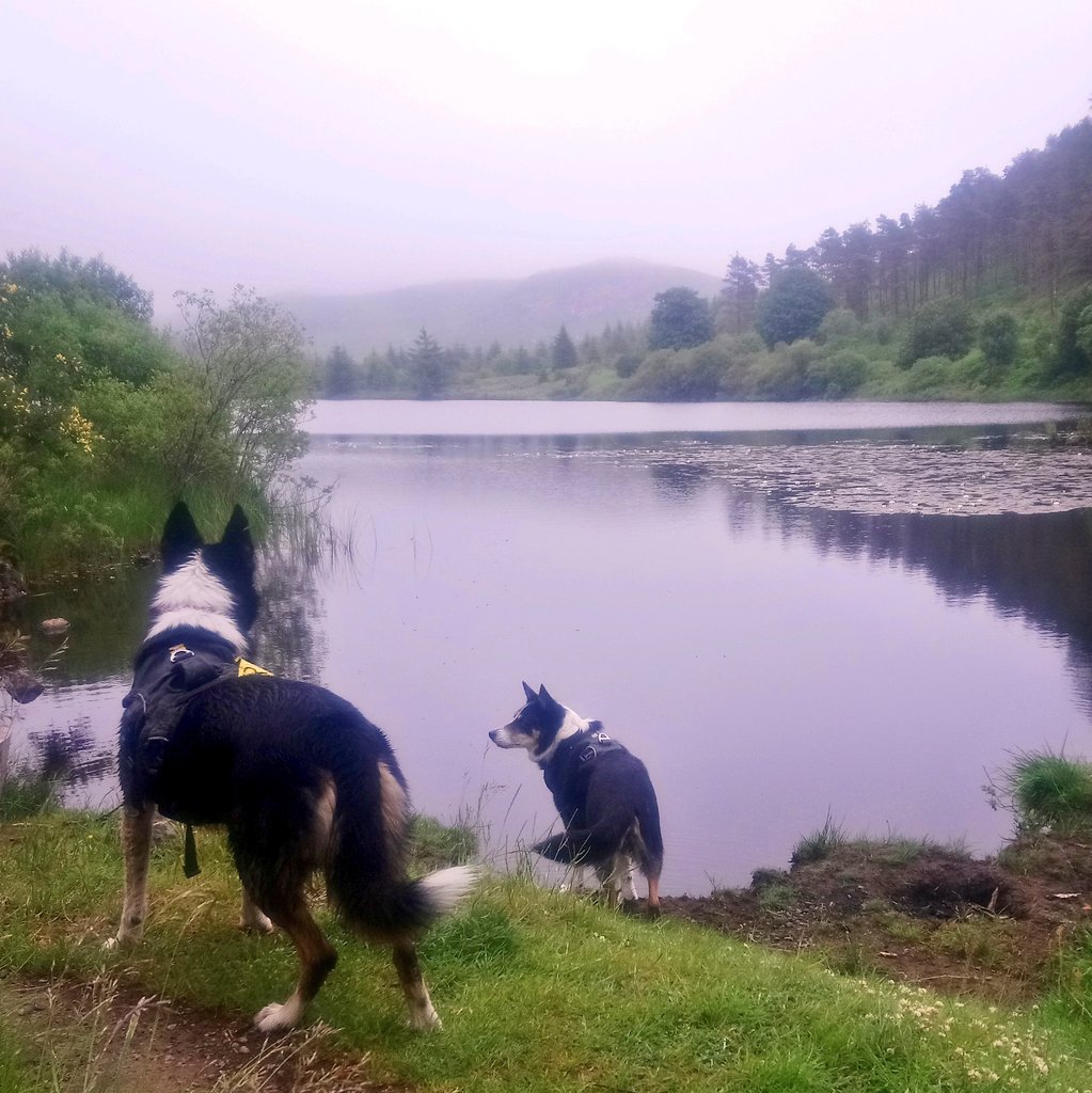 Great to back at #blackLoch and #murraysMonument. I even managed to fall in with out any assistance from jess! #scotland @keswickbootco @keswick_bandb @FeatureCumbria @BCTGB @janslss @rfj1966 #adoptdontshop #bordercollies 🐕 🐕