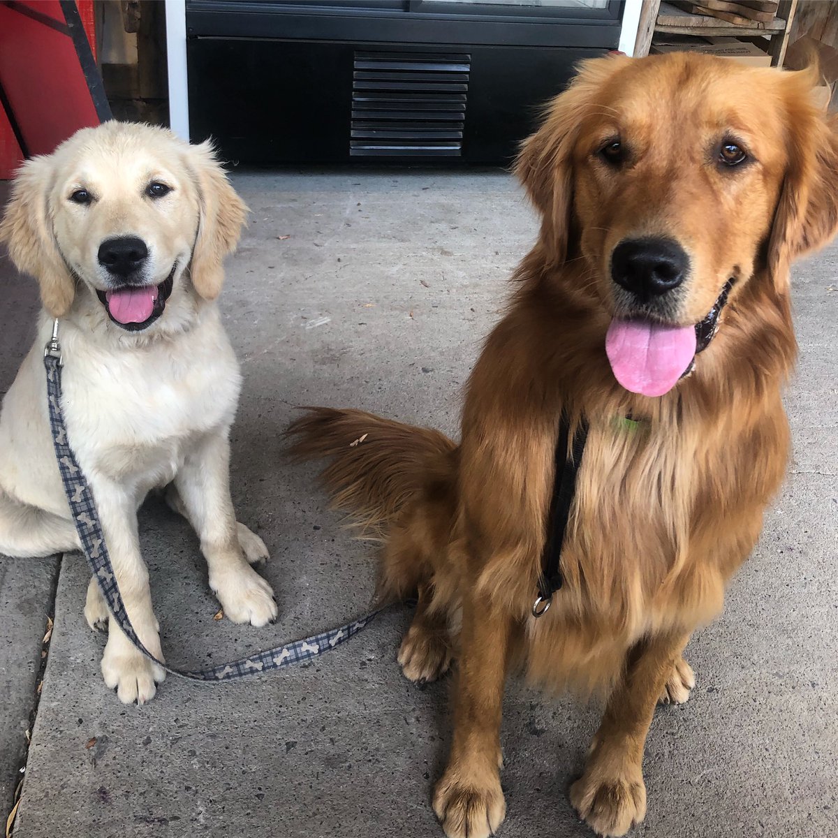 Amelia Campbell (@ameliacampbell) on Twitter photo Josie and Ruby, orchard dogs in training. π₯°βοΈ
.
<a href="/CampbellsOrchar/">Campbell's Orchards</a> <a href="/YourMorning/">CTV Your Morning</a> Josie and Ruby, orchard dogs in training. π₯°βοΈ
.
<a href="/CampbellsOrchar/">Campbell's Orchards</a> <a href="/YourMorning/">CTV Your Morning</a>