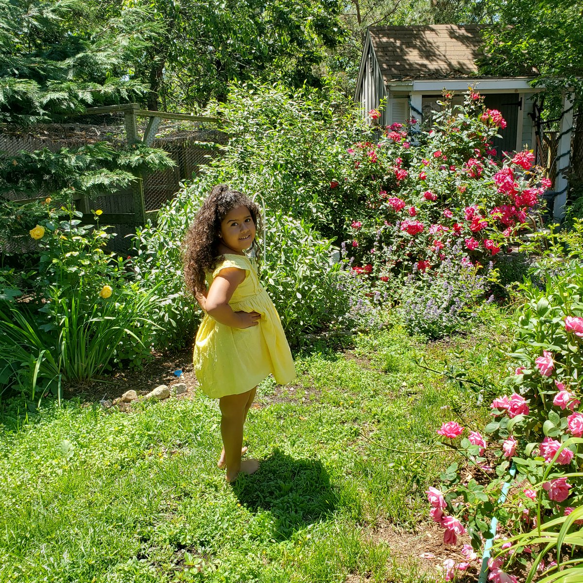 CapeCodGarden's tweet photo. #MissLadyD with her Tia! @CapeCodLexi #RoseWednesday #HappyYellow #BestBuddies #rosechat #garden #gardenchat #family #beautiful #capecodgarden https://t.co/ihK9R7wxvO