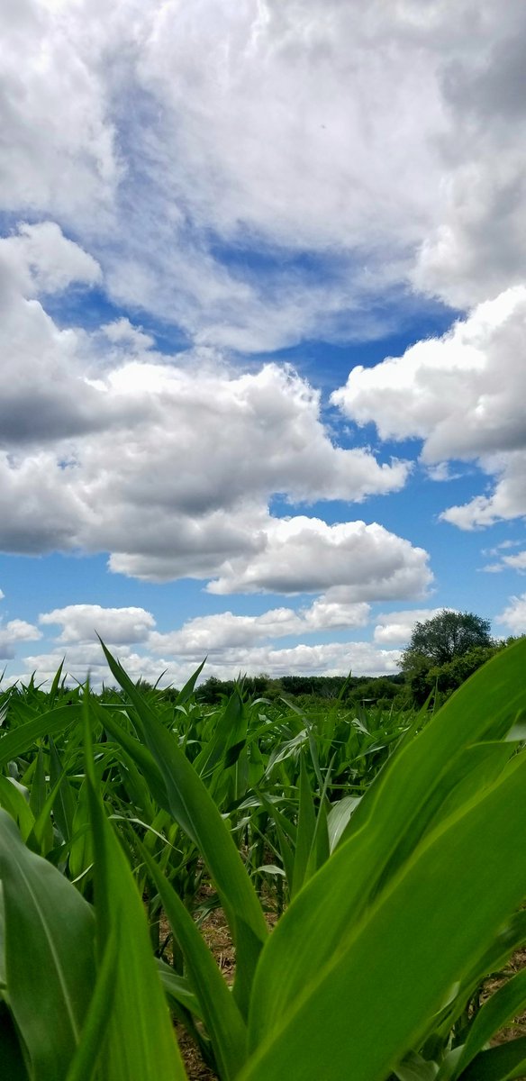 Where the corn pops up in rows...