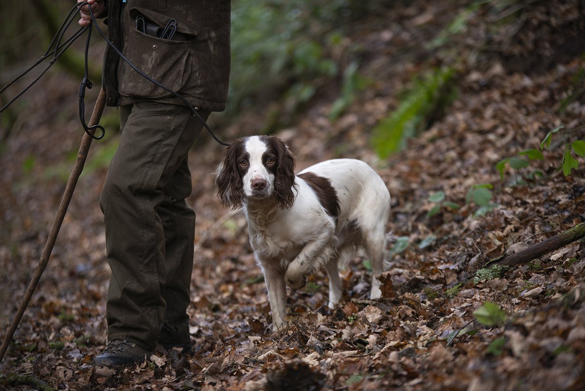 EYE HEALTH CLINIC.

After the enquiries from our last post we'd like to extend our invite to our Eye Clinic in October.   

Should you wish to join us or ask our advice please contact us.   
01302 496970
stoneycairn.com   

#stoneycairn #gundogtraining #yorkshire