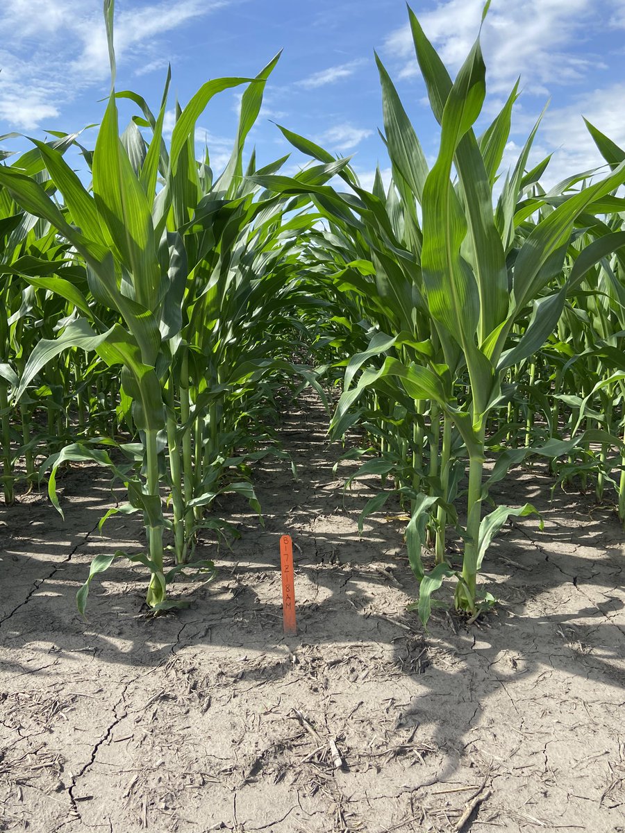 B17Z18AM “Z” as in zero reasons not to plant this hybrid. Excellent yield stability across variable soil types with strong agronomics. <a href="/BrevantseedsUS/">Brevant seeds U.S.</a>