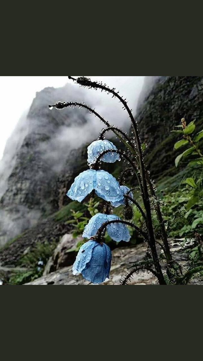 cevreormancorlu's tweet photo. Mavi Gelincik, Himalaya Dağları. https://t.co/K7yMH6gNzp