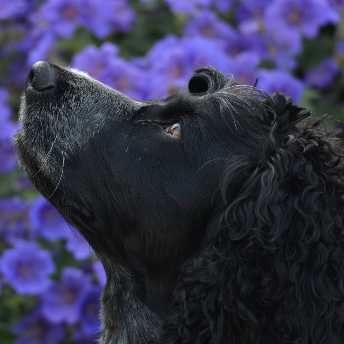 duthebard's tweet photo. Week "38" of Duesday! Bobby. 
.
.
.
.
.
.
.
.
.
.
.
#photo #photography #photographer #photography #dog #puppy #doggy #depthoffield #focus #nikond5200 #80mm #200mm #grass #green #spaniel #week25 #cockerspaniel #cockerspanielsofinstagram #cocker #cockerspaniellove https://t.co/ZTdx3yQALy