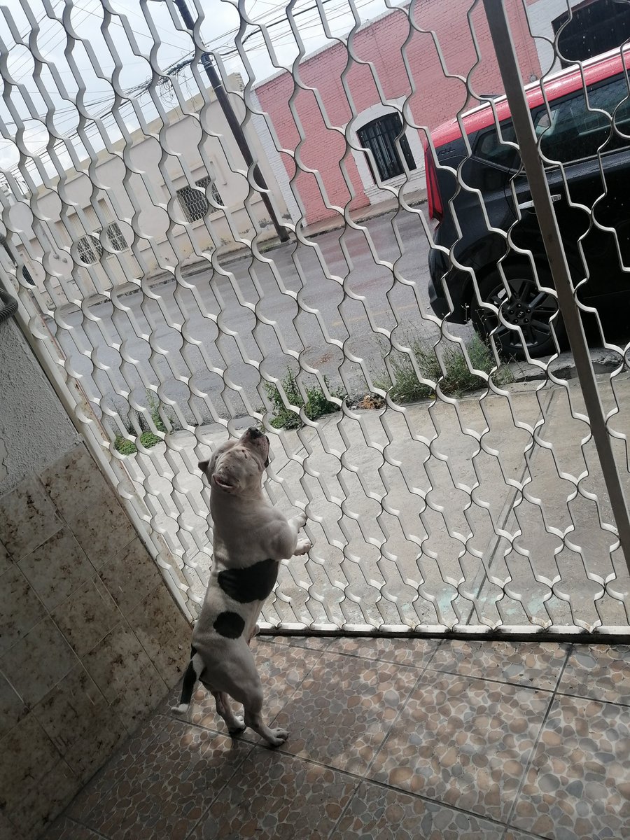 ChivisVeloz's tweet photo. Hoy lleve a Camelia a esterilizar y Max llora porque no se baja. De verdad, aunque suene a cliché, cada vez quiero menos a los humanos 😂 https://t.co/xGAvcmLiWX