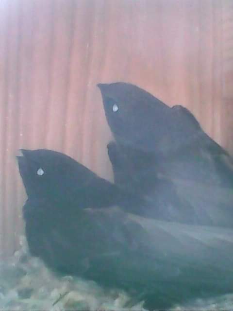 Mreddie_Fercury's tweet image. Rok temu cisza, ale w tym udało się! Mamy prywatne jerzyki! 🥰 Zainstalowały się! Czekamy na rozwój sytuacji. 
#Jerzyk