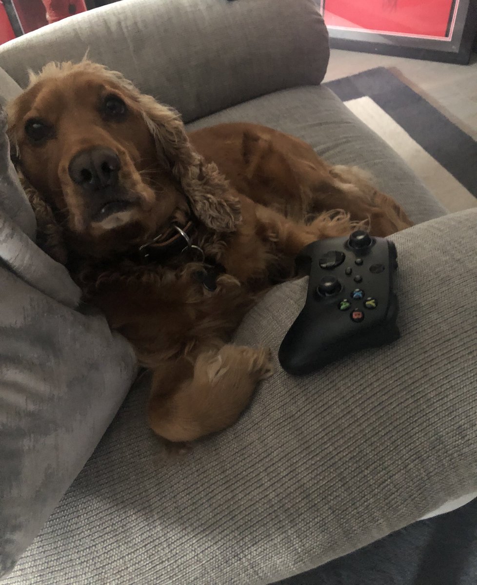 MentorSkywalker's tweet photo. //I think I just caught my dog(CJ) playing Xbox. #nonStarWars #Dogs https://t.co/NduEzqfn9U