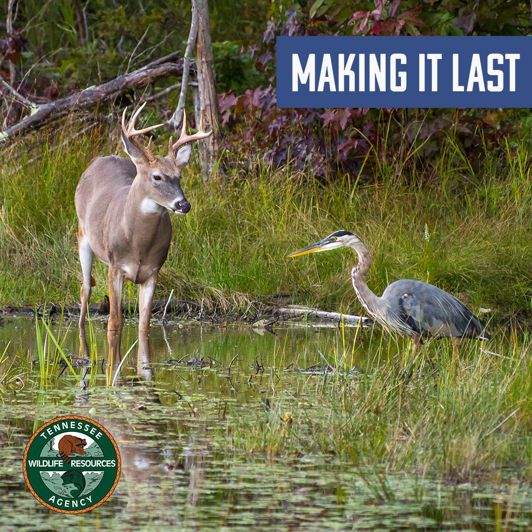 tnwildlife's tweet photo. #MakingItLast
Fur and feathers exist together! When we do habitat
work, it benefits game species and all other wildlife that
lives there. When you buy a license, archery equipment, fishing tackle or boat fuel, your money goes to support all things in the woods and the water. https://t.co/B88HeNFi0v