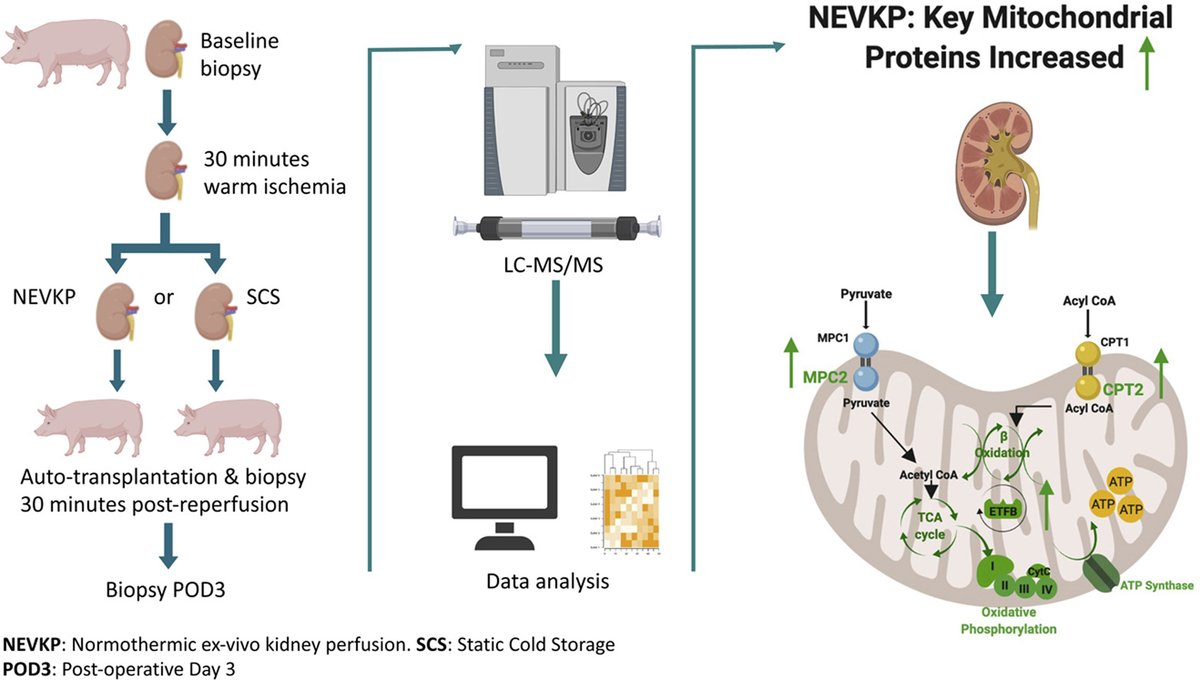 Normothermic Ex-vivo Kidney Perfusion in a Porcine Auto-Transplantation Model Preserves the Expression of Key Mitochondrial Proteins: An Unbiased Proteomics Analysis — @cait_mcevoy @DrLisaRobinson @akonvalinka1 @ChiaraPastrello @SergiClotet mcponline.org/article/S1535-…