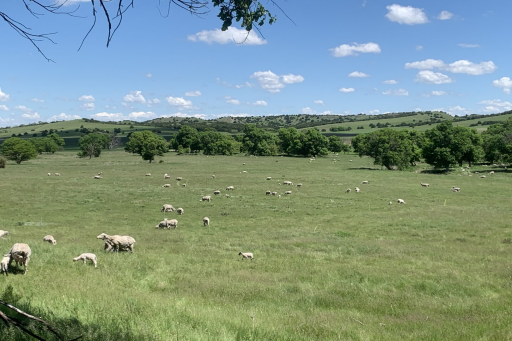 The July issue of the Center for Grassland Studies newsletter is now out!!
grassland.unl.edu/grassland-stud…
Inside you'll find:
⭐️Registration info for the Nebraska Grazing Conference,
⭐️Fall Seminar Schedule and Leu Lecture speaker,
⭐️New 2021-22 club officers!
And more!!