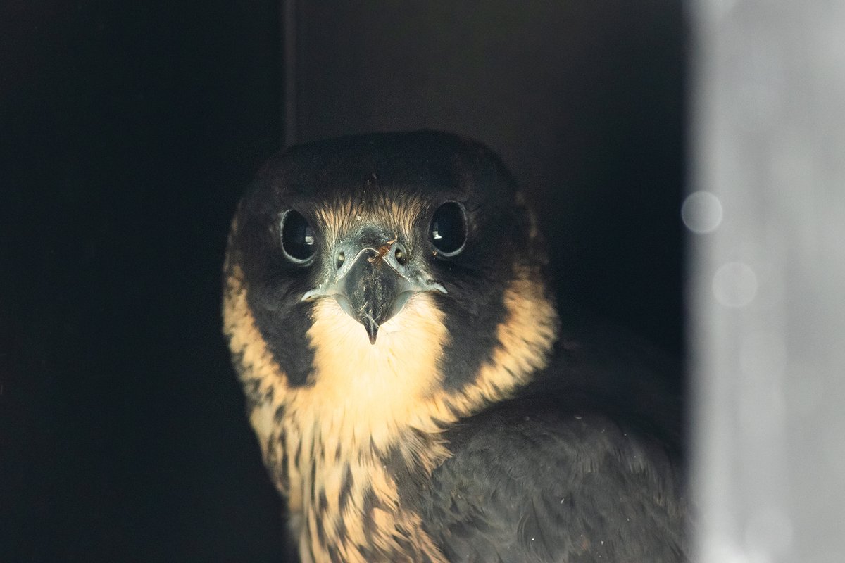 wokingperegrine's tweet photo. One of our juveniles ended up at Wildlife Aid overnight, but thankfully appears unharmed, and so was safely released today. @wildlifeaid @wokingcouncil @SurreyBirdNews https://t.co/ywifr73uj4