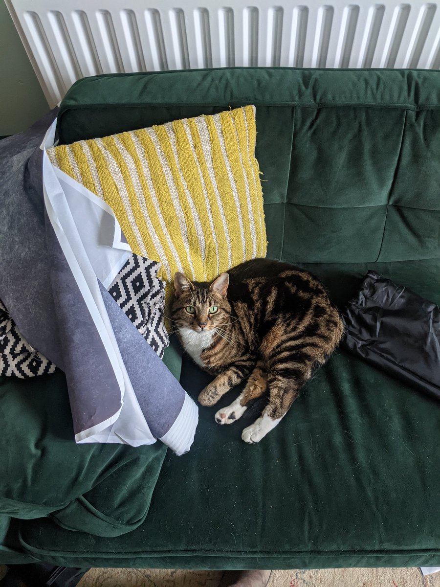 Tabby cat, Vera, lounging on vintage sofa with photo backdrops rolled up beside her