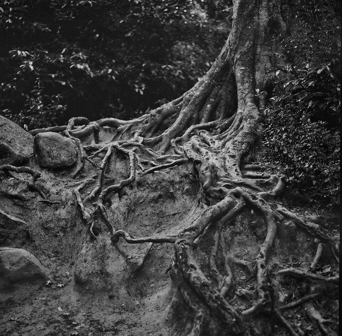 DesignProcess's tweet image. #hasselblad500cm 
#analog
