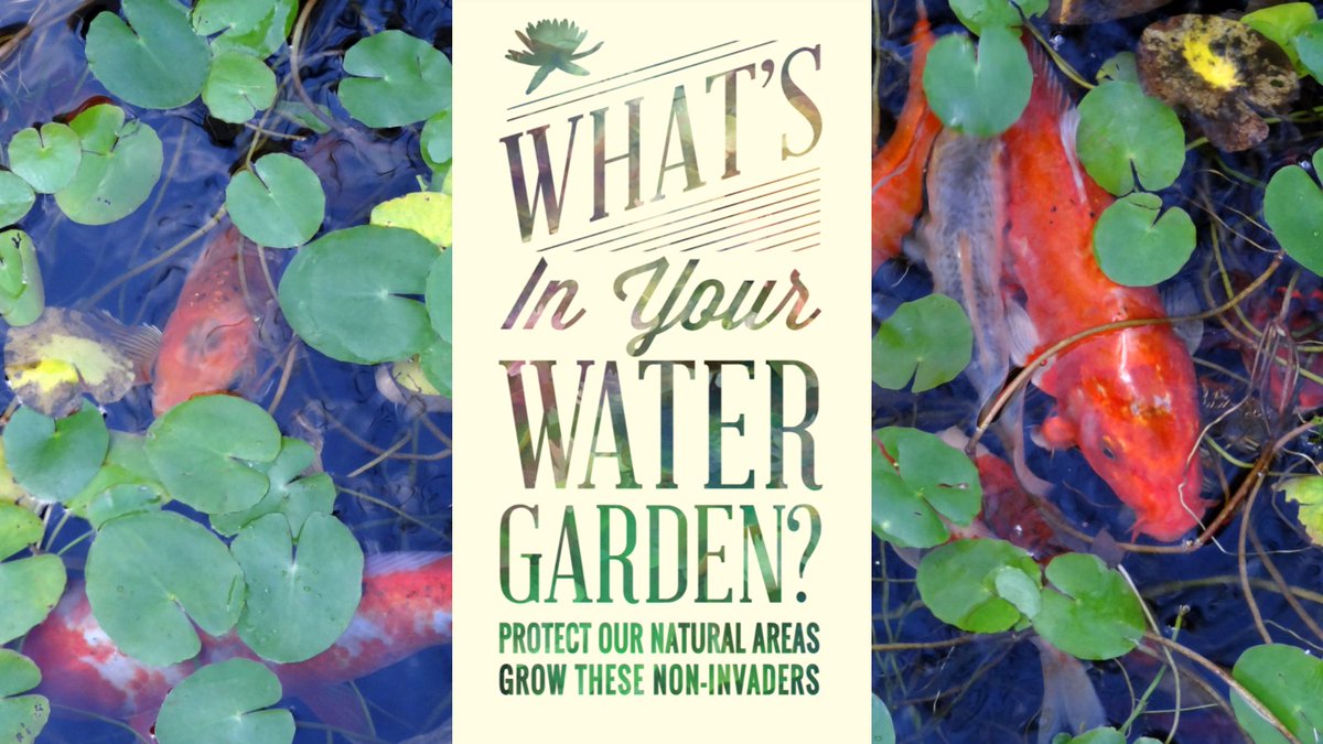 ILINSeaGrant's tweet image. When choosing #WaterGarden plants, TakeAIM.org/alternatives can help you avoid #invasive species. If you need to make space for your new purchases, ReleaseZero.org will help you properly dispose or re-home aquatic plants and animals.