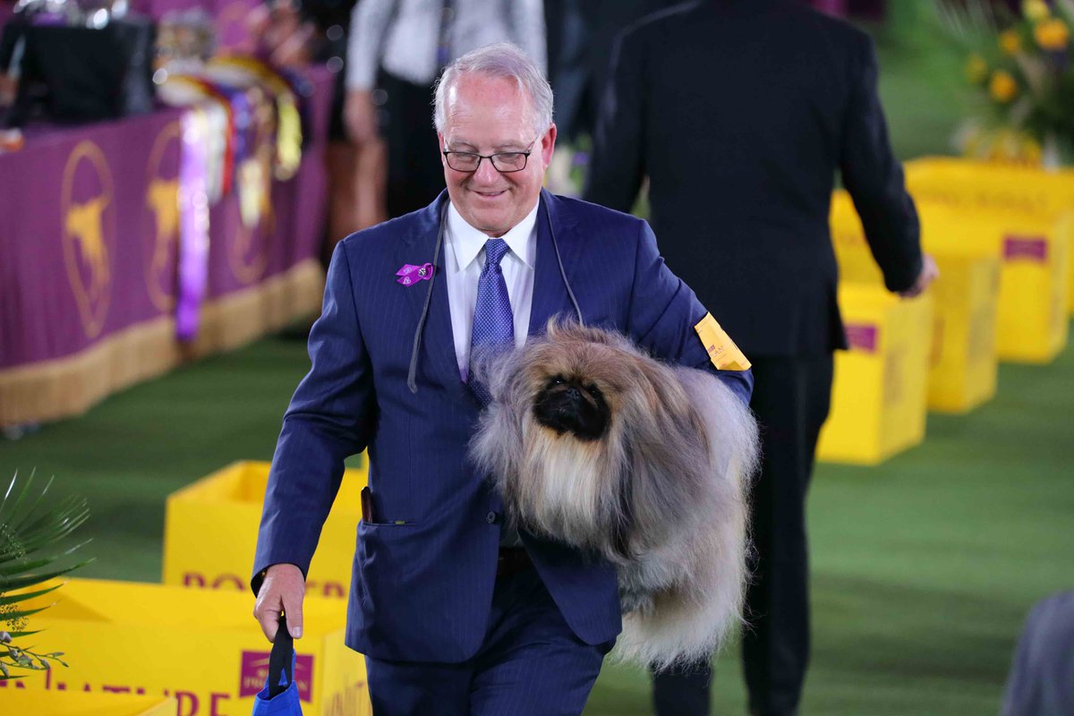 WKCDOGS's tweet photo. Evening highlights from #WestminsterWeekend. Tune in on June 27th at 1PM ET to watch the best moments of the 145th #WKCDogShow on @FOXTV and the @FOXSports App! 

📸: Jack Grassa, Christina Frausini https://t.co/xZNgDJYMNw