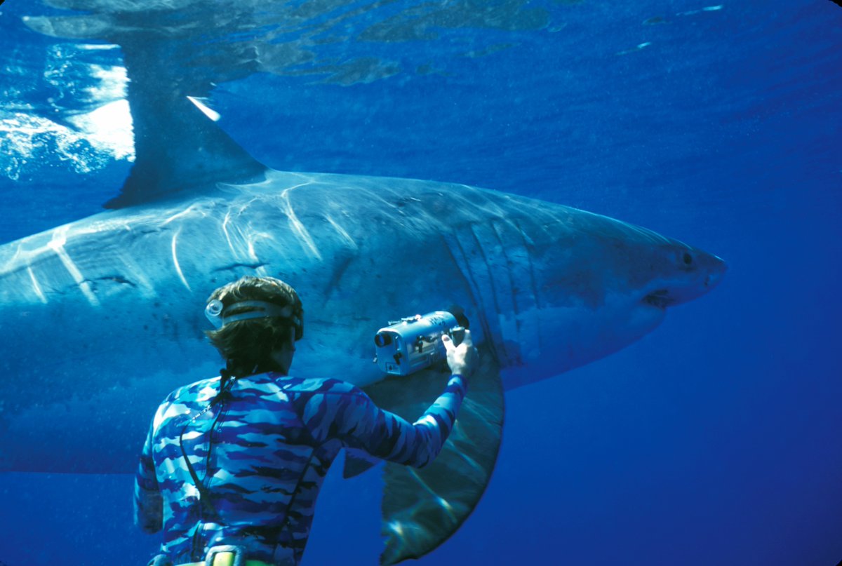 More Like Jimmy 2021 Scholarship applications are now open! To learn more, visit the link below: sharkallies.com/scholarship