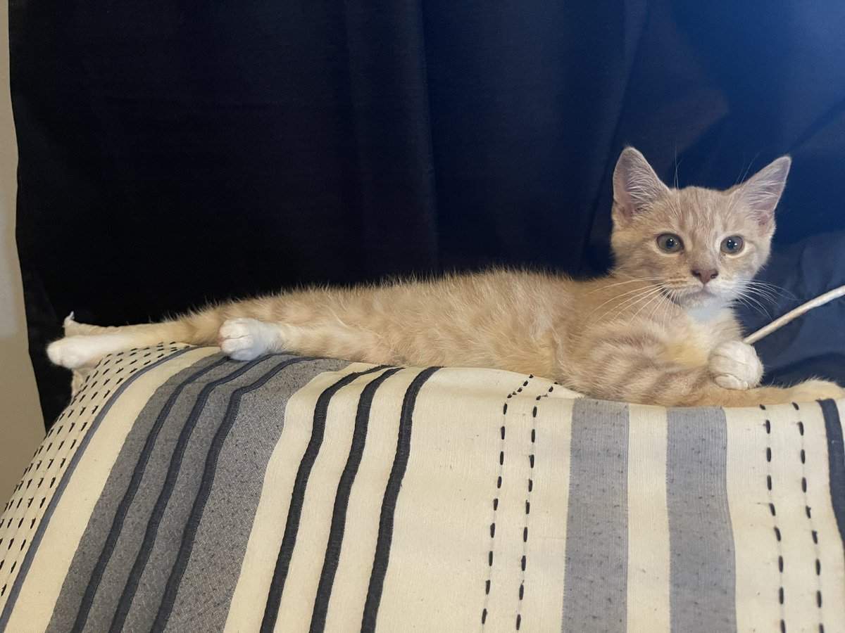 KizzysPlace's tweet photo. Happy Tails Kona! #rescuecats https://t.co/5PEjoAuf6I