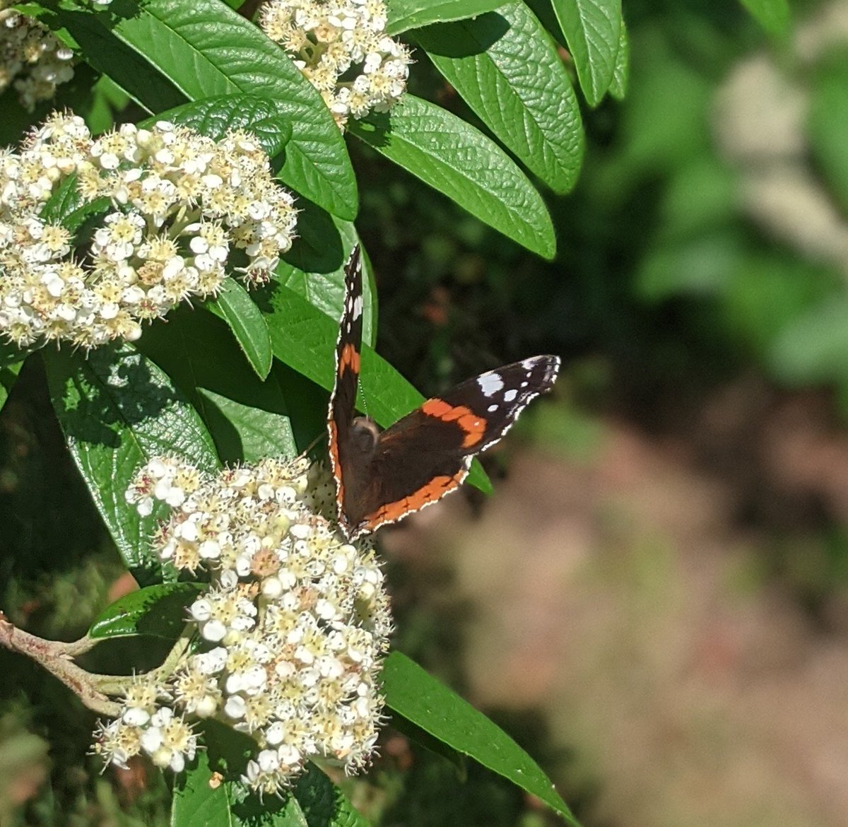 ljlythgoe's tweet photo. #WhoKnew fact of the day: red admiral #butterflies used to be called "red admirable" butterflies. Nothing to do with big-hatted seamen. 
https://t.co/9XrGgfAoRs https://t.co/I4uptfssdG