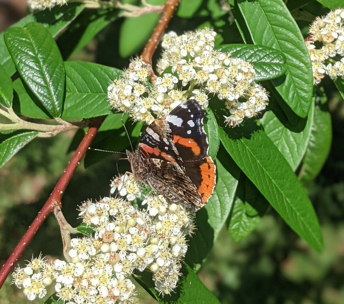 ljlythgoe's tweet photo. #WhoKnew fact of the day: red admiral #butterflies used to be called "red admirable" butterflies. Nothing to do with big-hatted seamen. 
https://t.co/9XrGgfAoRs https://t.co/I4uptfssdG